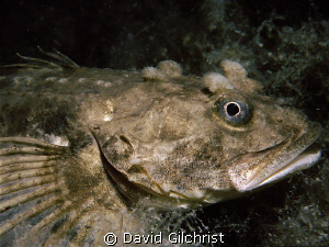 Four Horned sculpin sp. Resolute Bay, Nunuvat. by David Gilchrist 